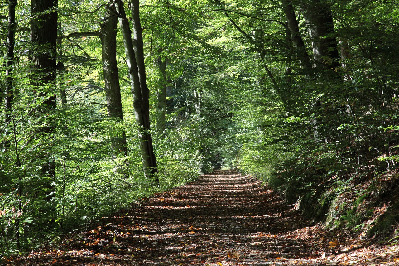 forest path autumn oak free photo