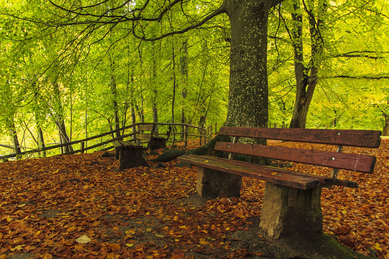 forest path autumn fall leaves free photo