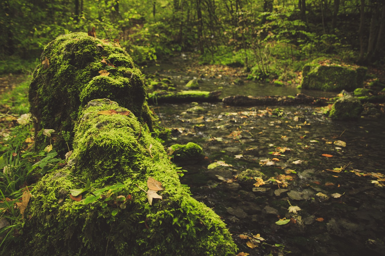 forest path moss stones free photo