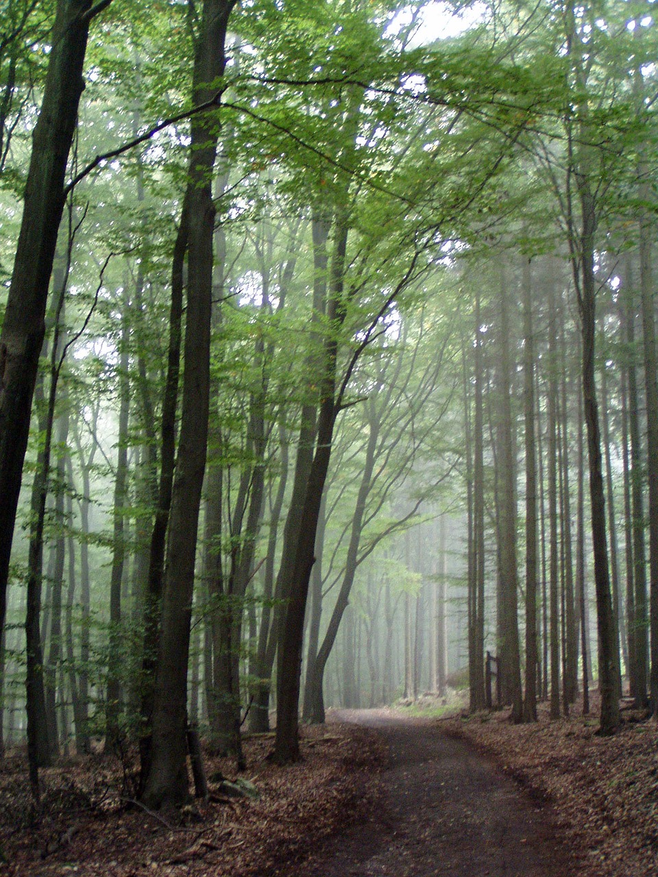 forest path forest trees free photo