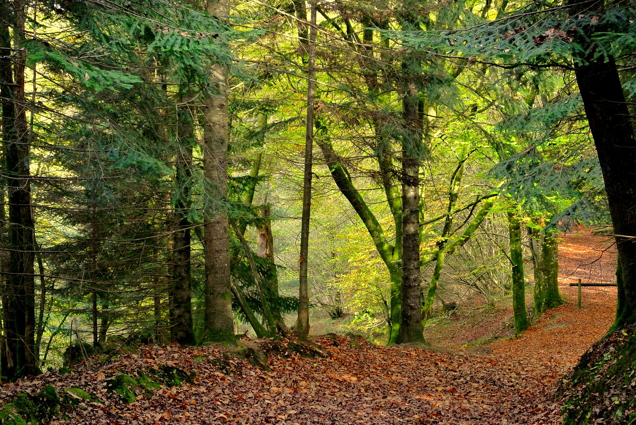 forest path fall under wood free photo