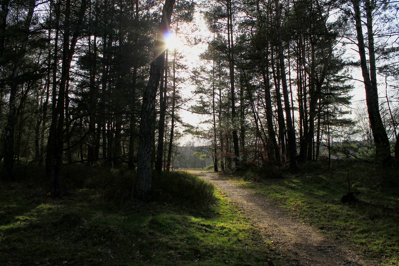 forest path lane forest free photo