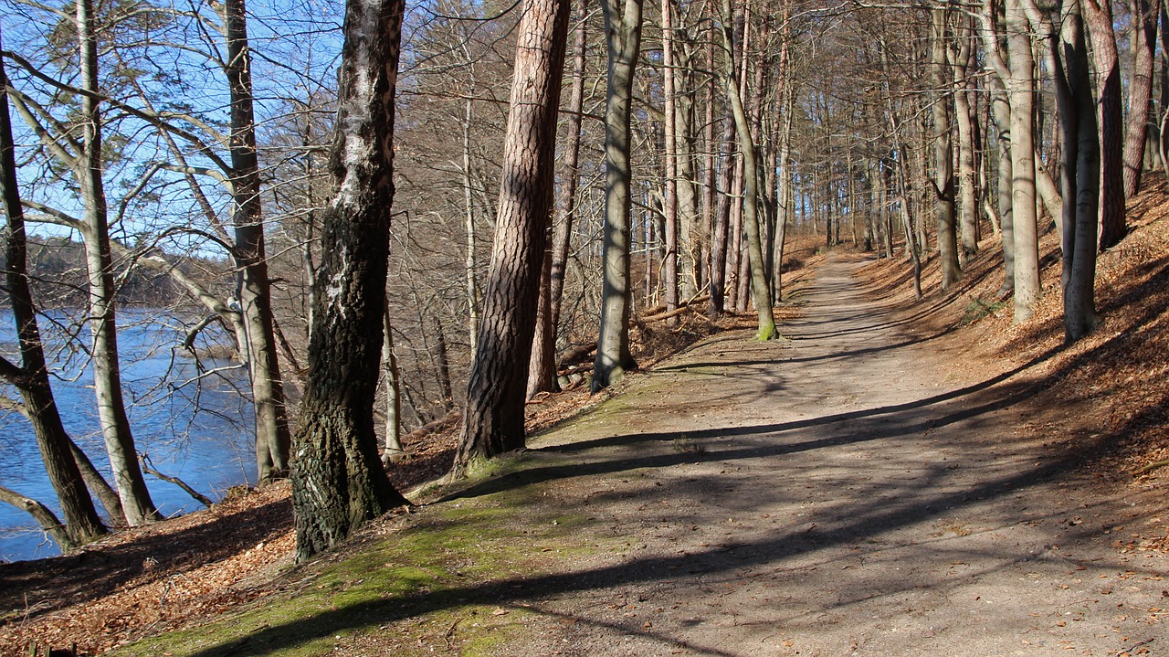 forest path lake nature free photo