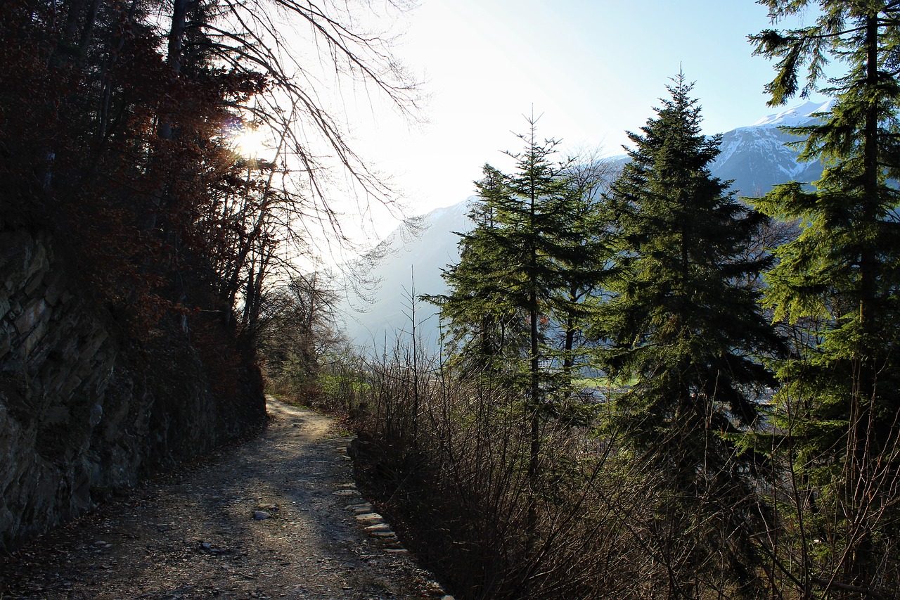 forest path fir spring free photo