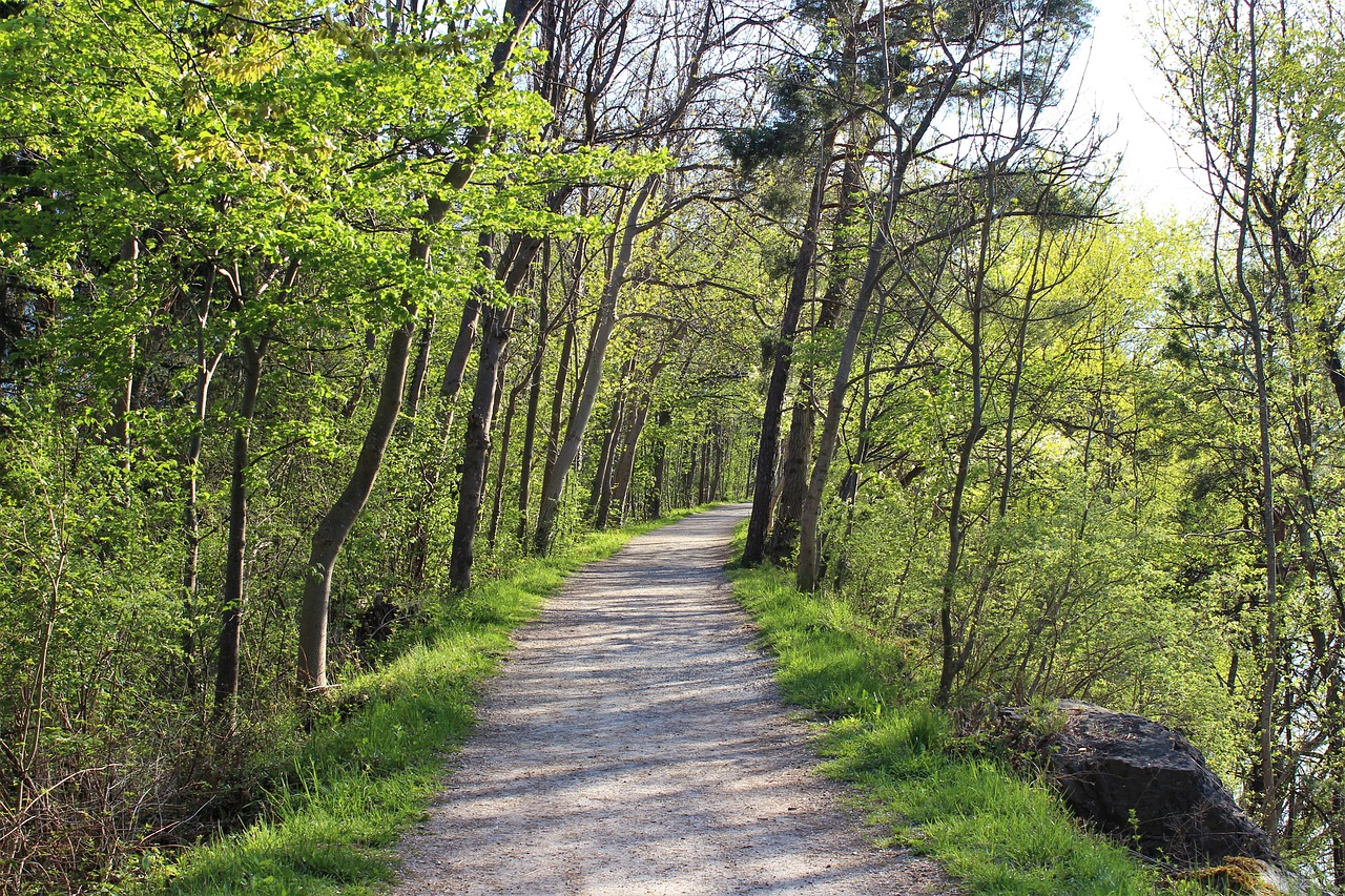 forest path  wood  nature free photo