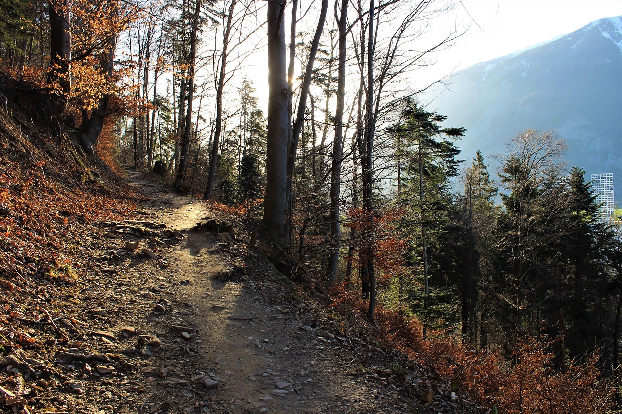 forest path  nature  landscape free photo