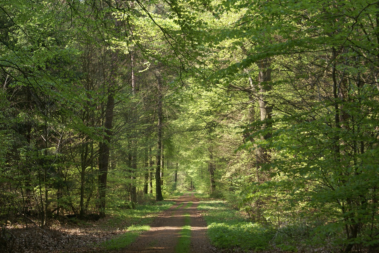 forest path summer forest free photo