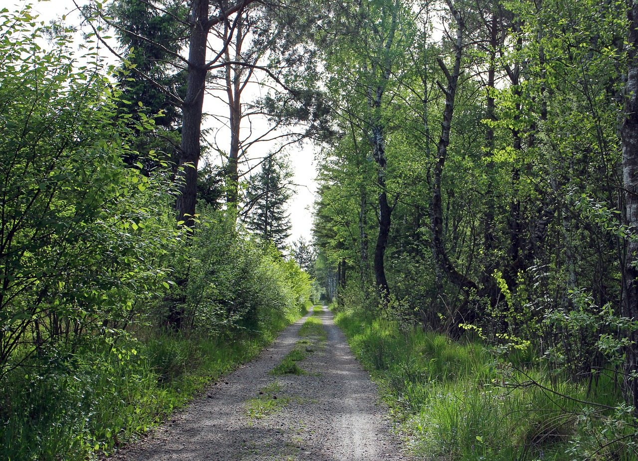 forest path lane forest free photo