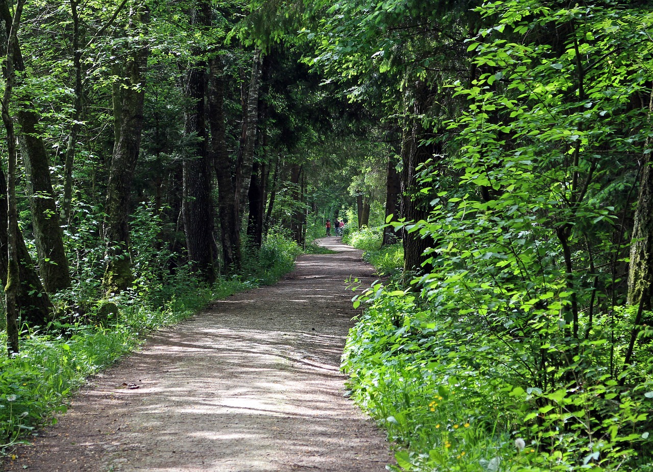 forest path lane forest free photo