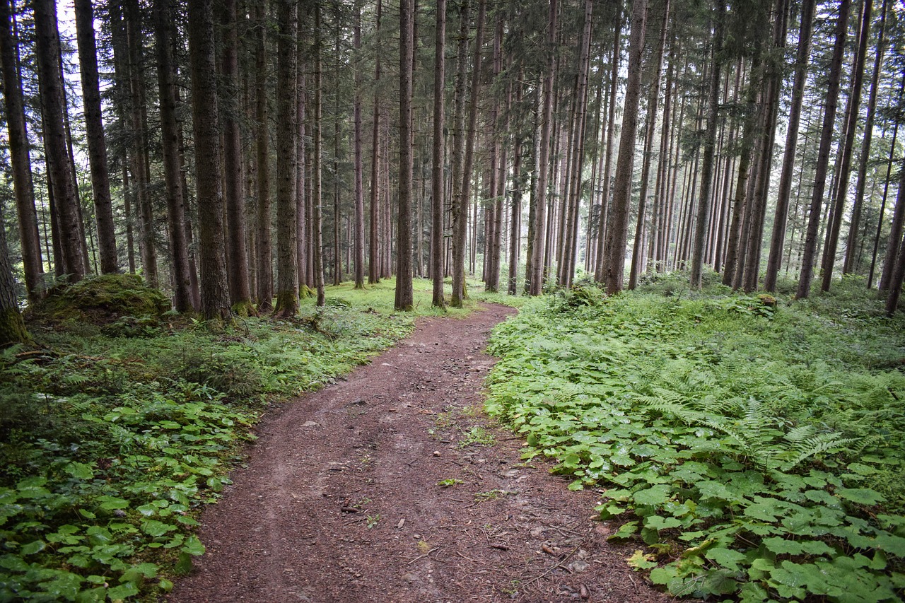 forest path  forest  away free photo