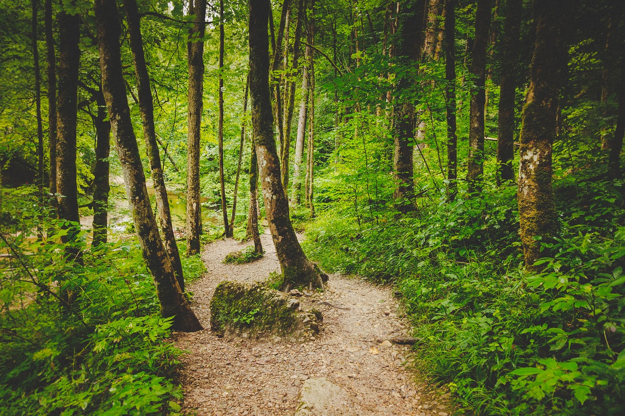 forest path  alone  eistobel free photo