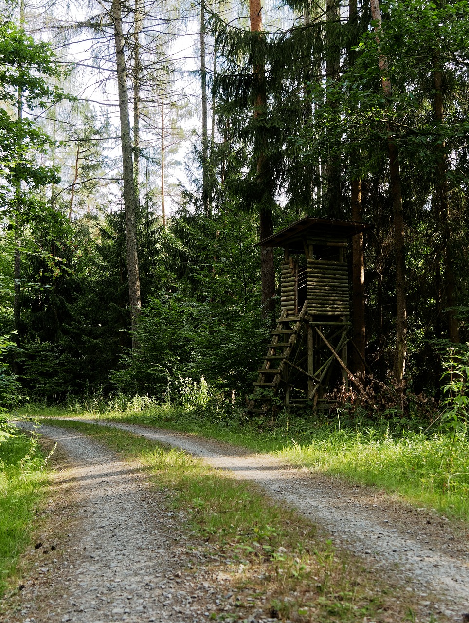 forest path  summer  nature free photo