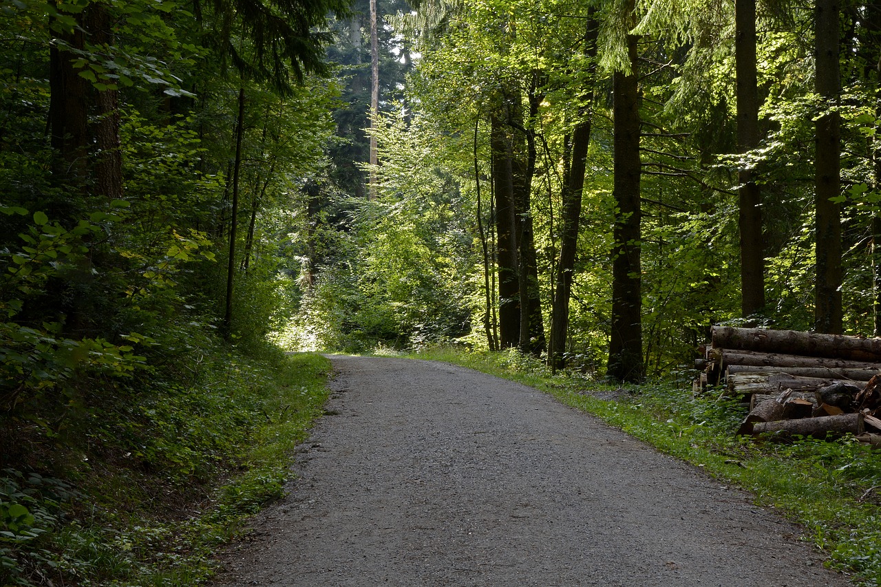 forest path  forest  nature free photo