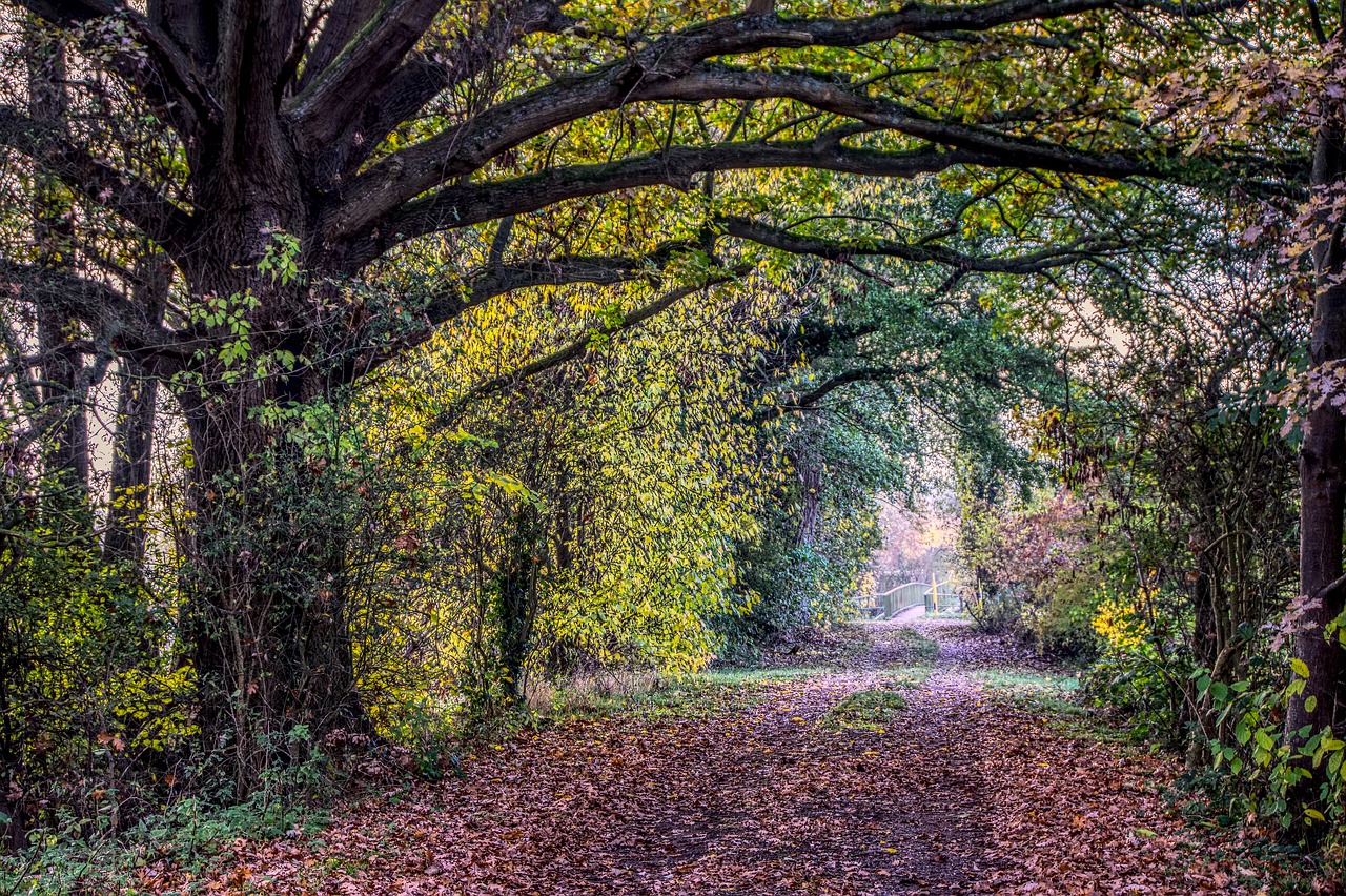 forest path  road  avenue free photo