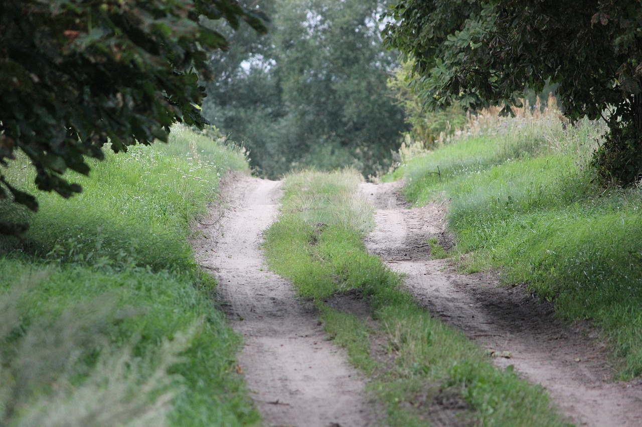 forest path  glade  trees free photo