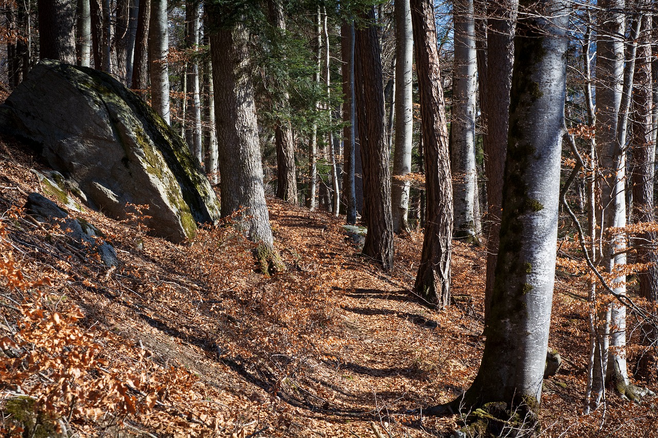 forest path  away  nature free photo