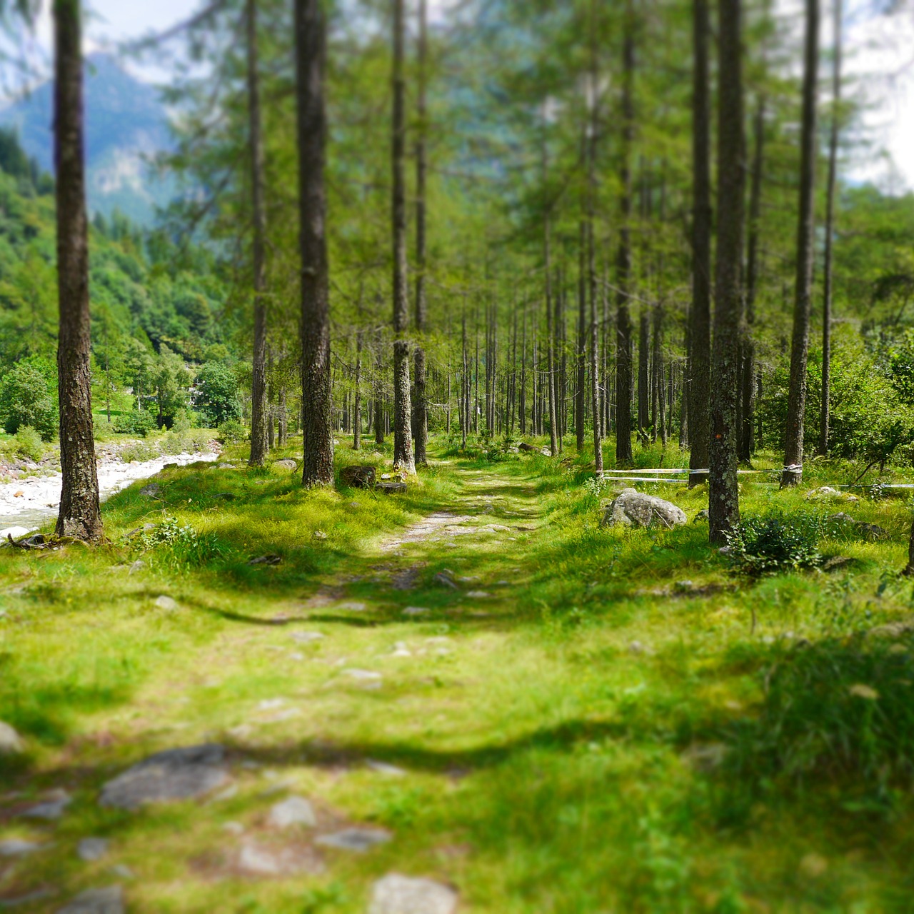 forest path forest ticino free photo