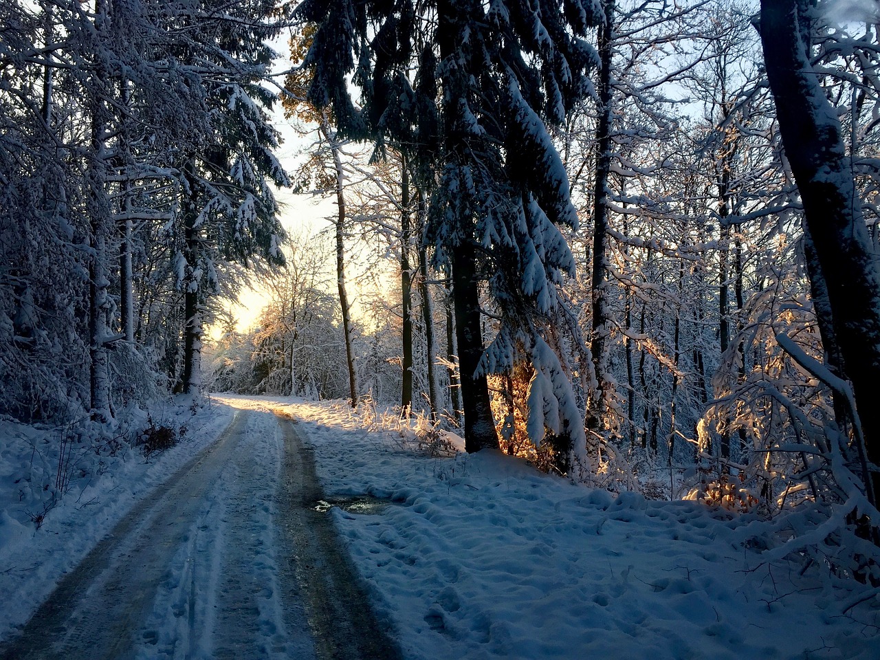 forest path  sunrise  winter free photo