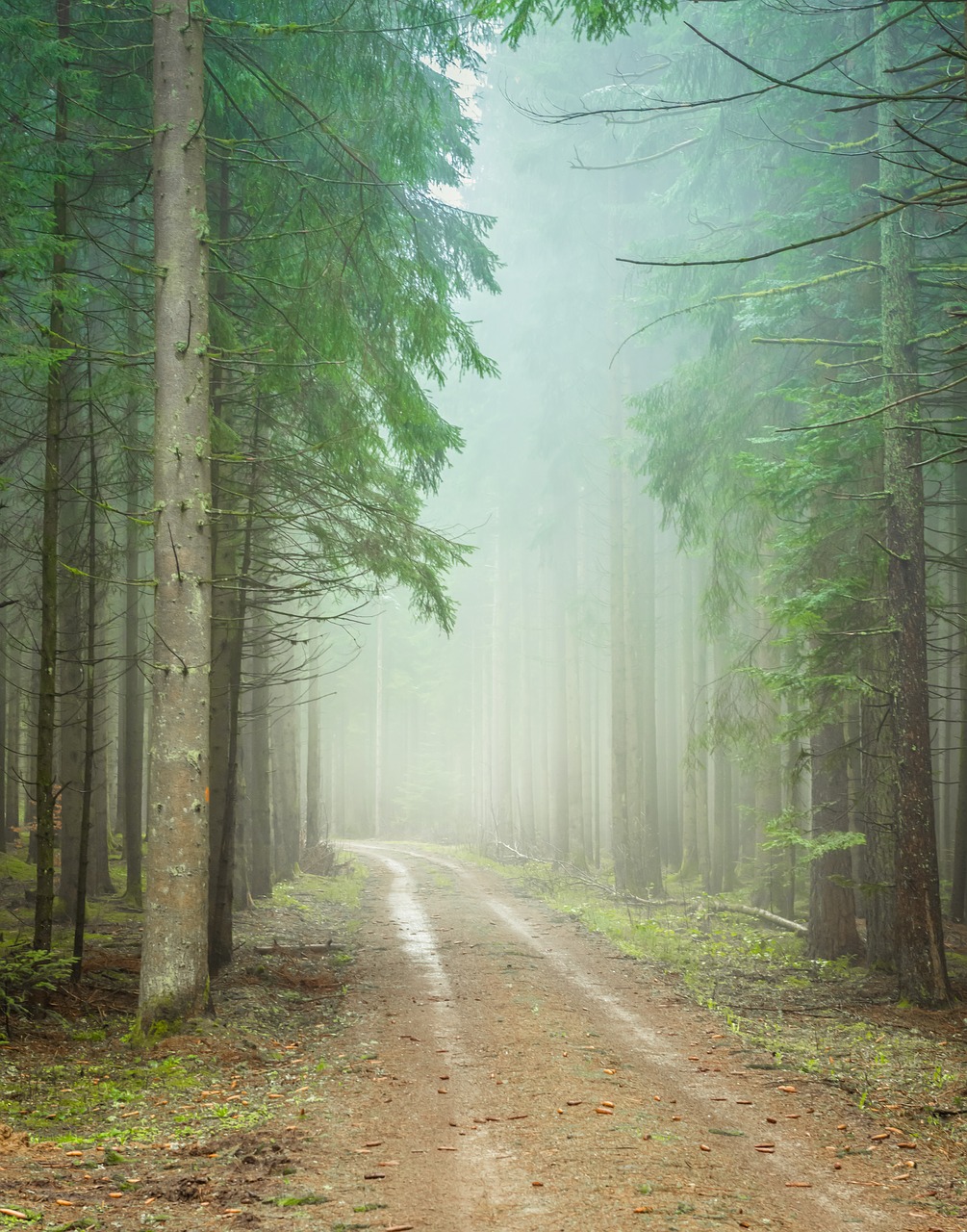 forest path  foggy  trueb free photo