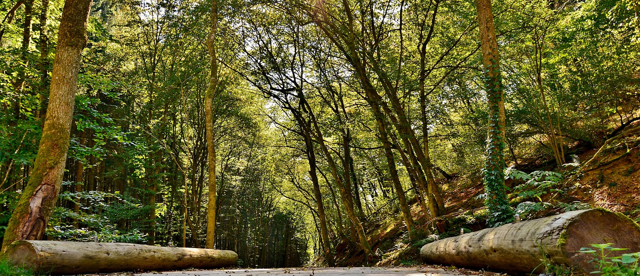 forest path  nature  forest free photo