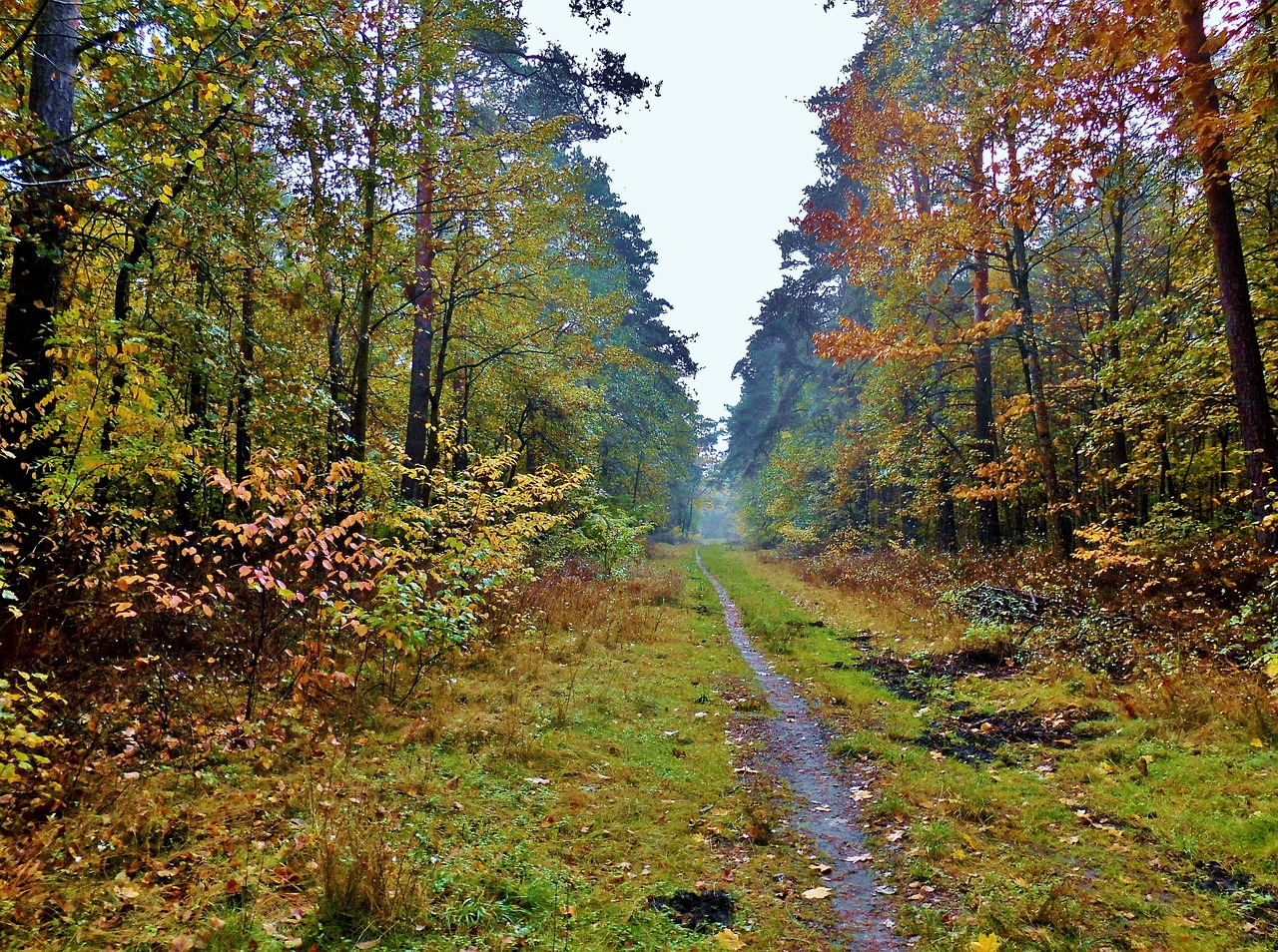 forest path path autumn mood free photo