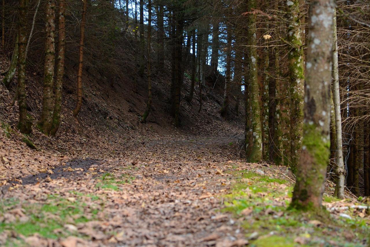 forest path forest leaves free photo