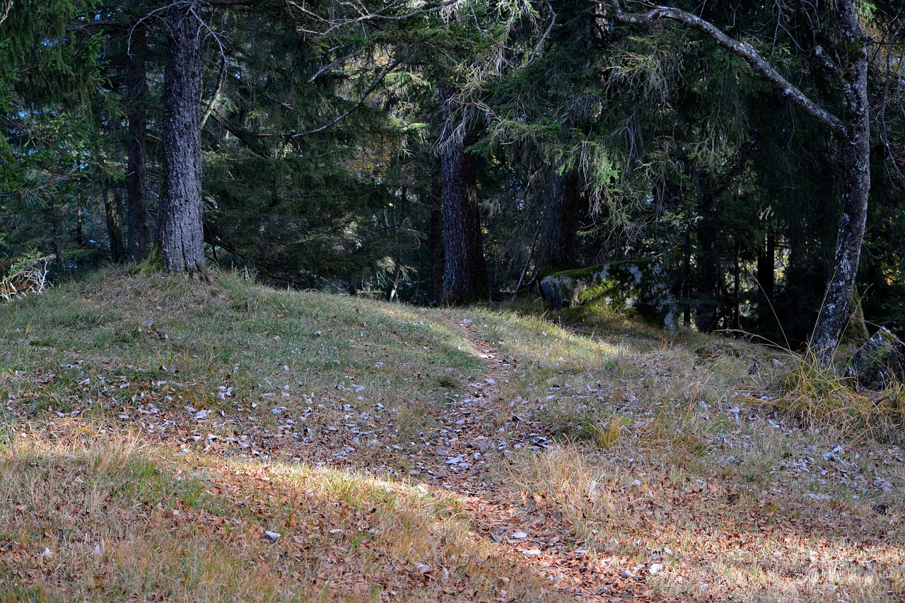 forest path forest leaves free photo