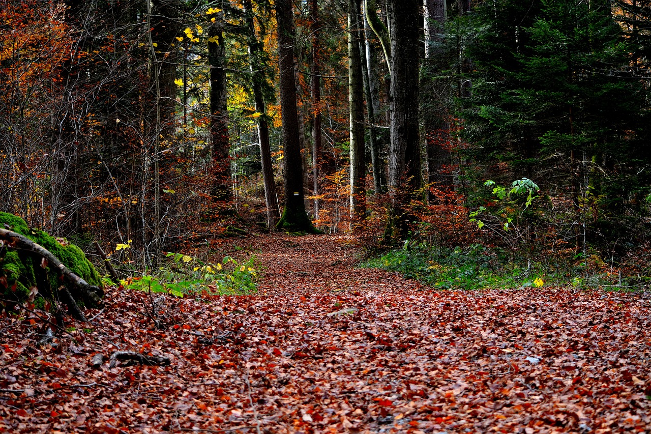 forest path forest autumn free photo