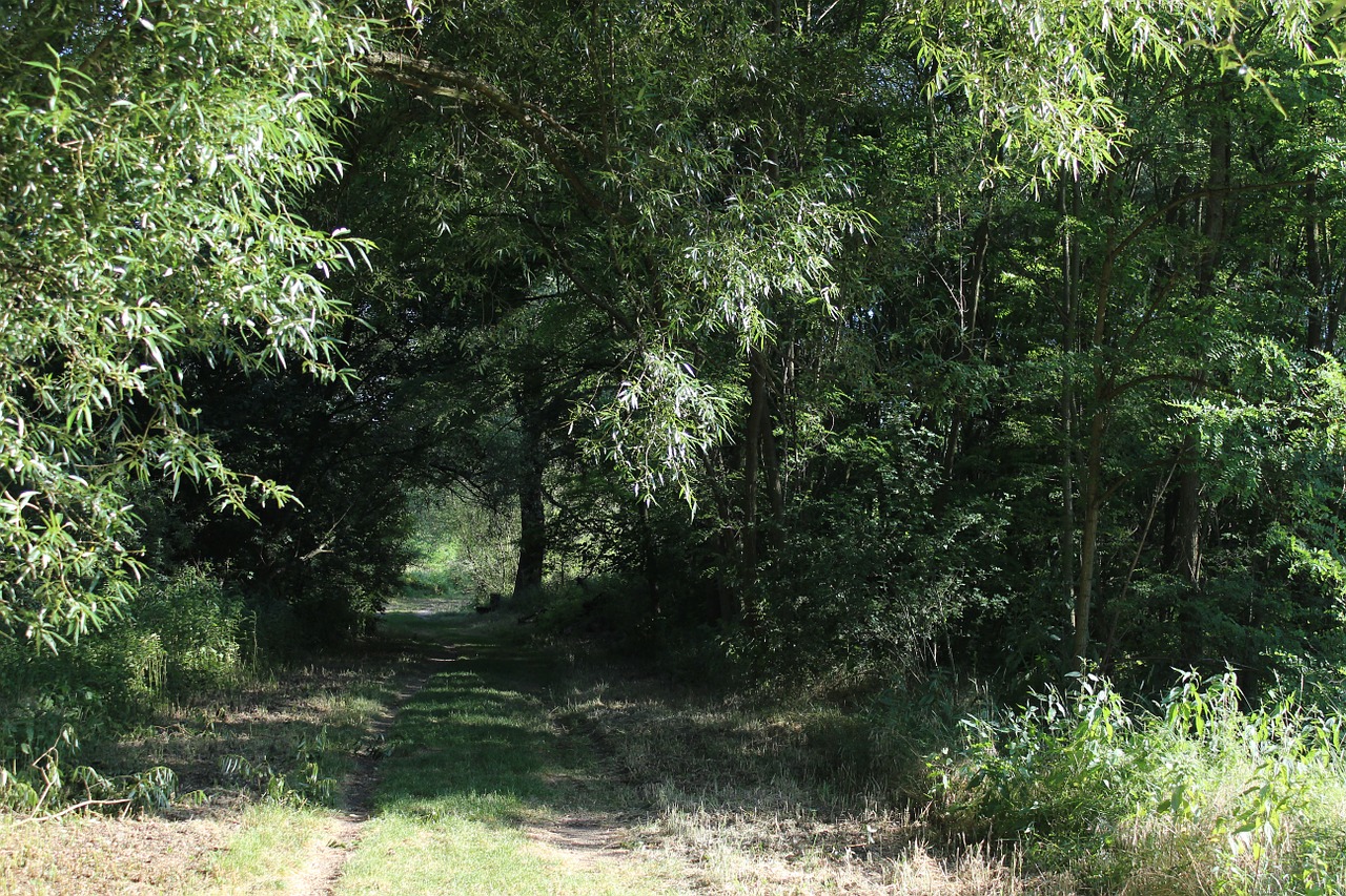 forest path nature green free photo