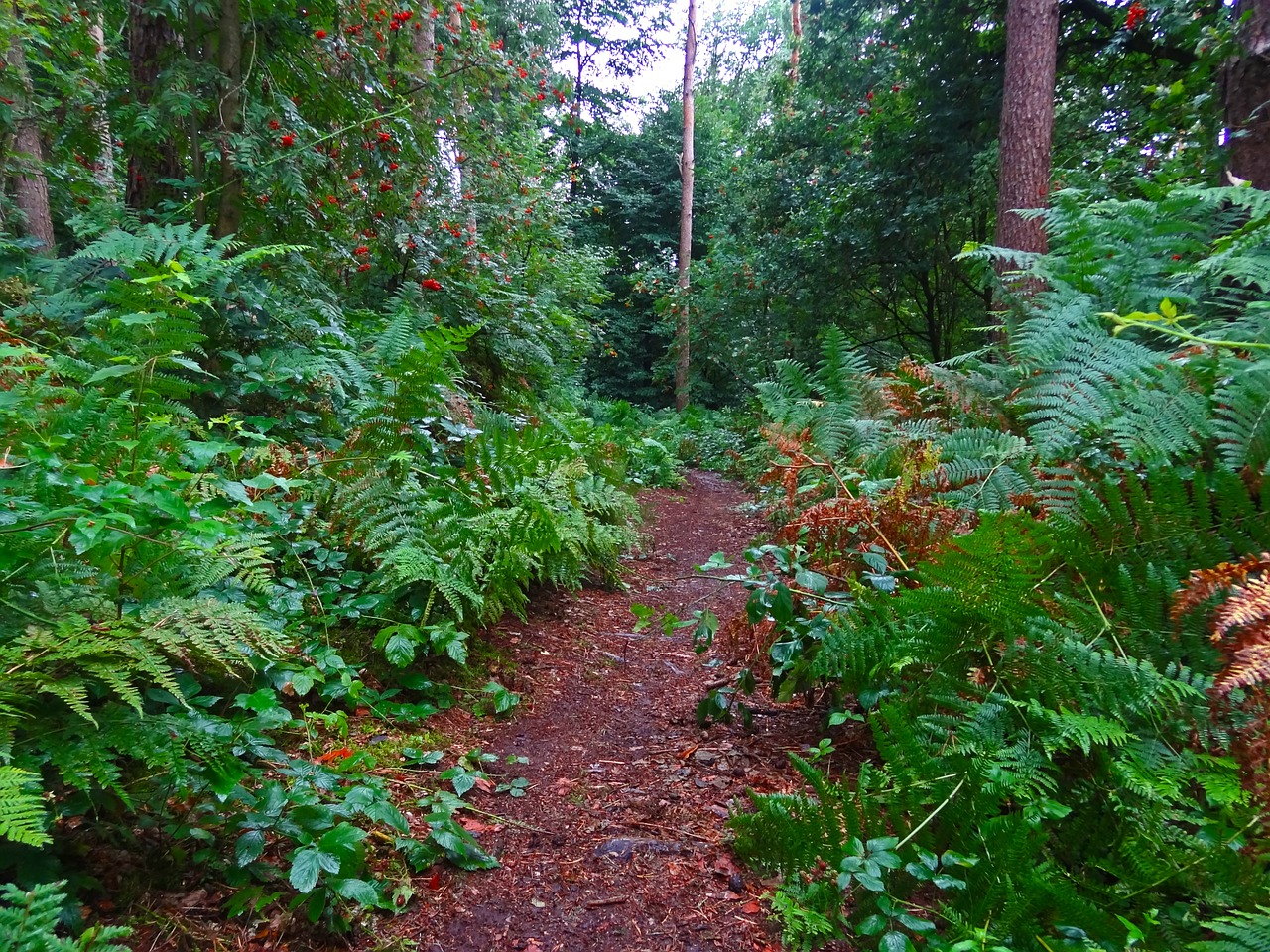 forest path fern forest free photo