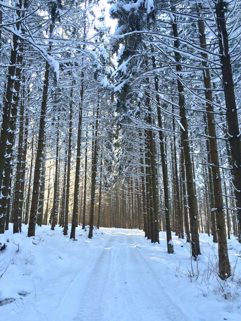 forest path forest winter free photo