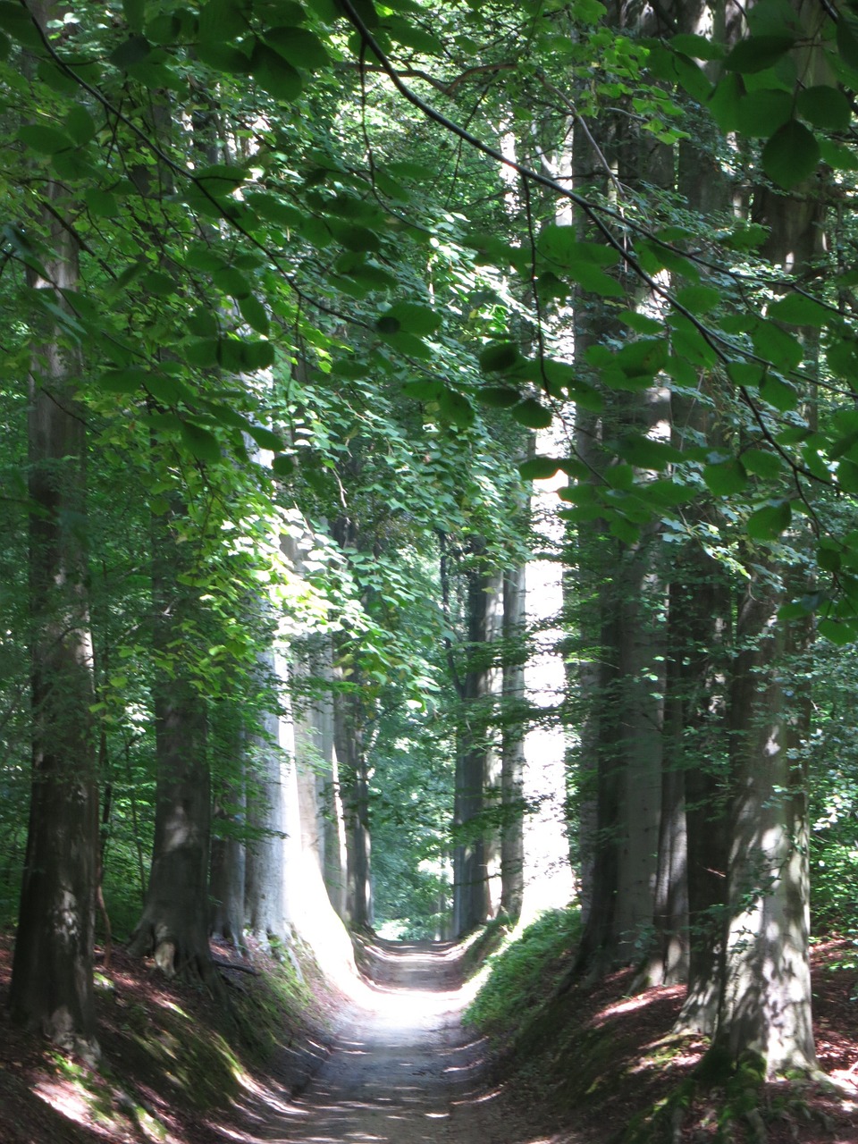 forest path overijse belgium free photo