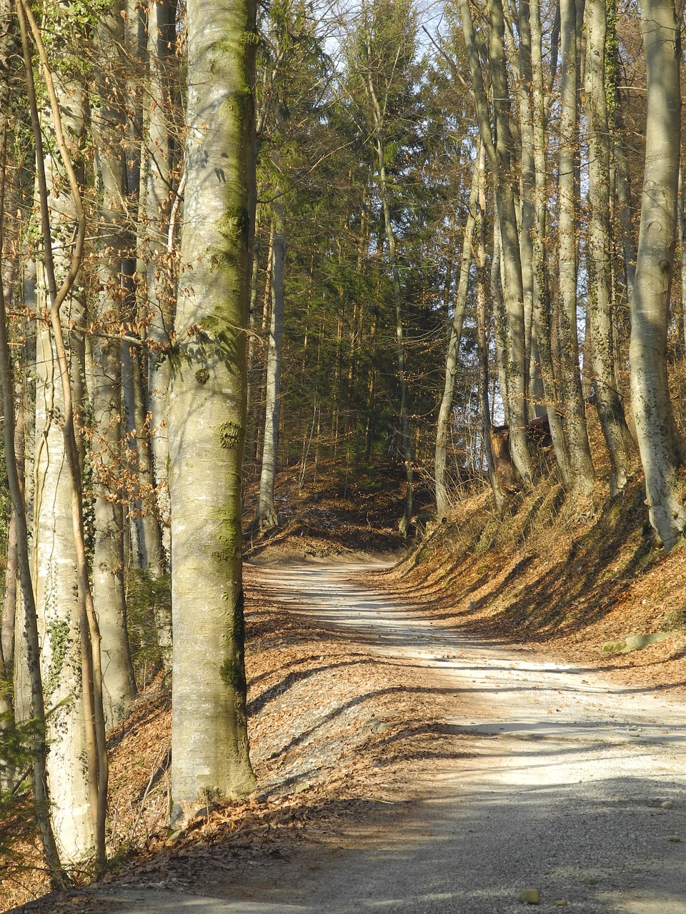 forest path forest trees free photo