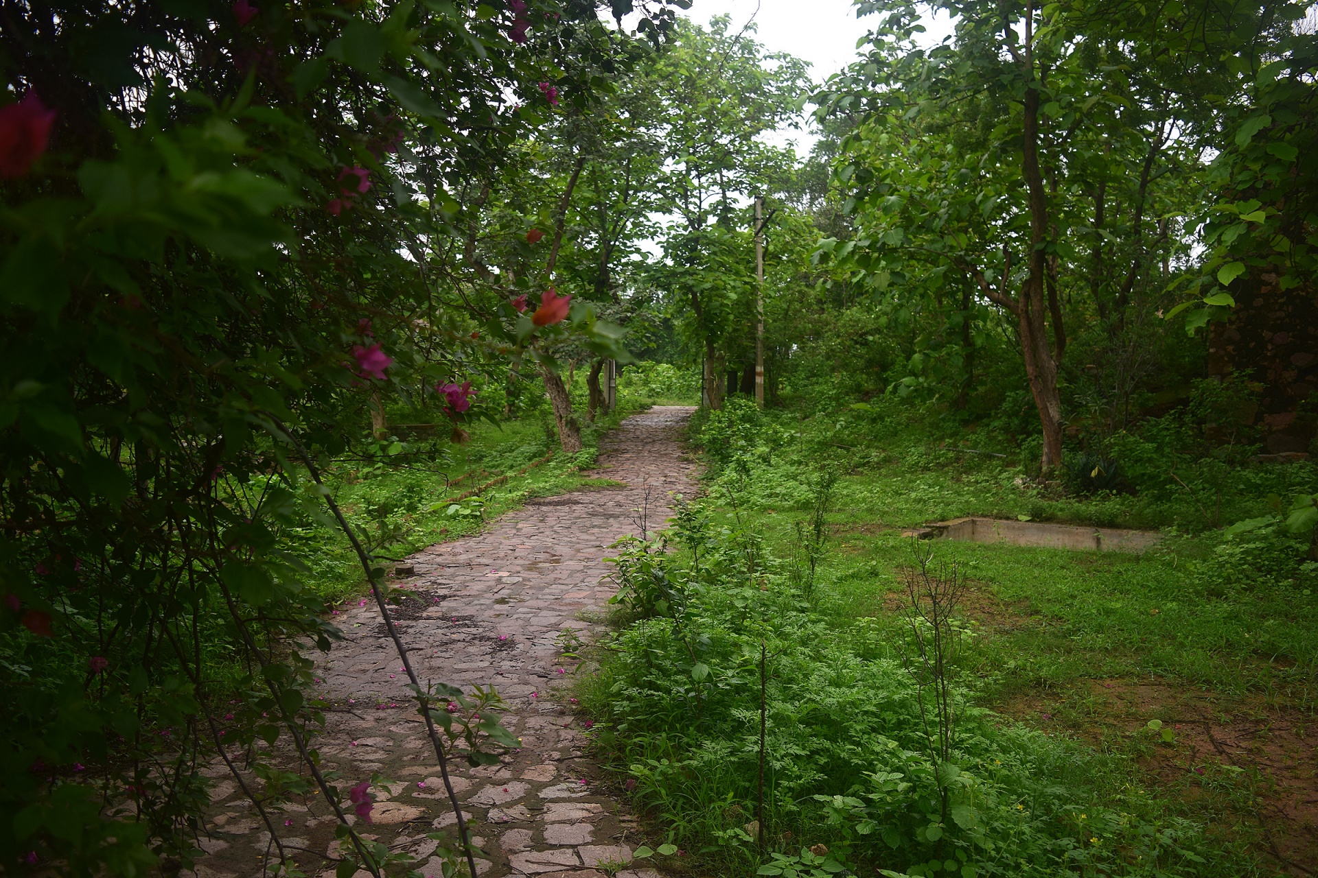 forest trees foliage free photo