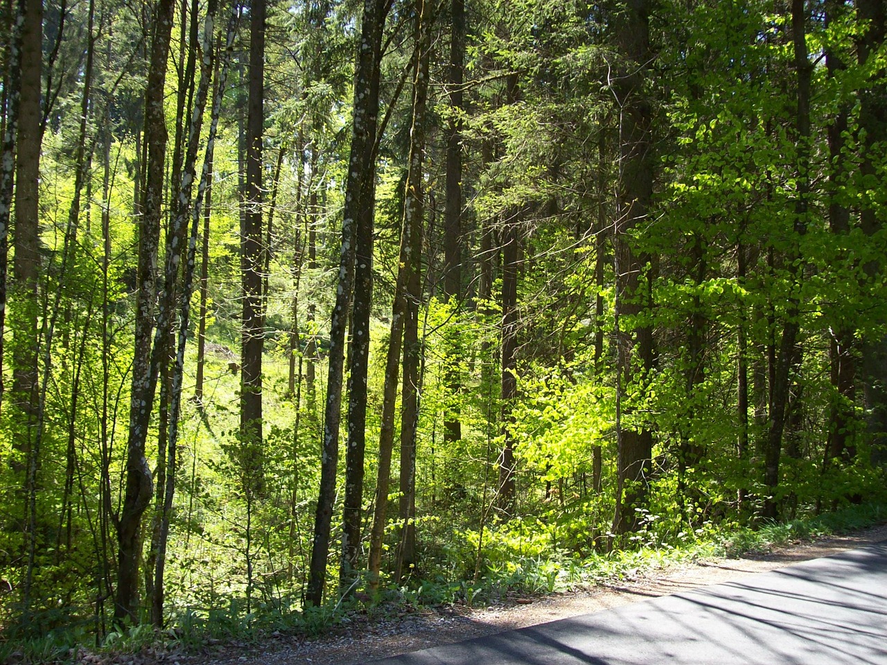 forest path forest trees free photo