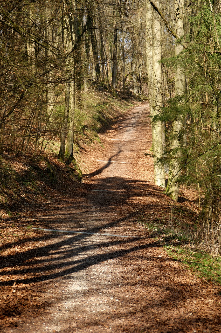 forest path forest nature free photo