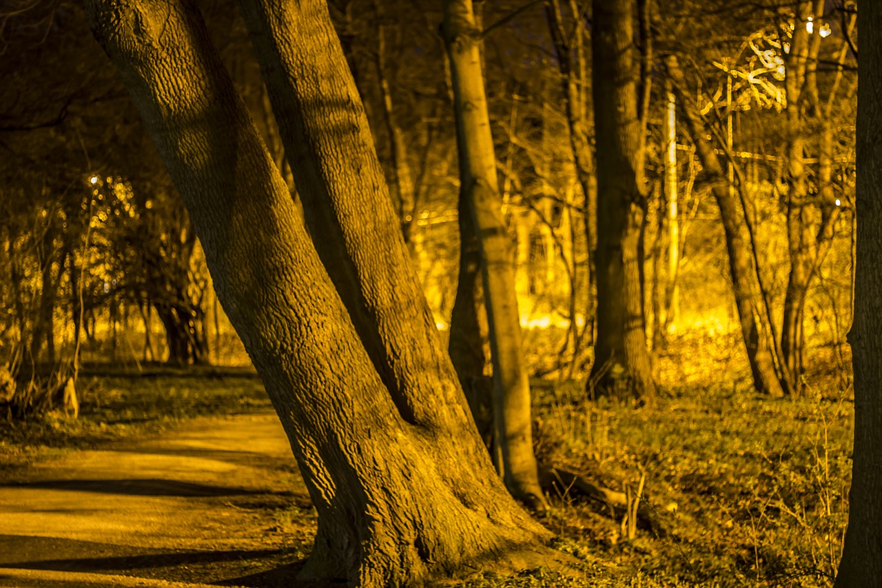 forest path night trees by night free photo
