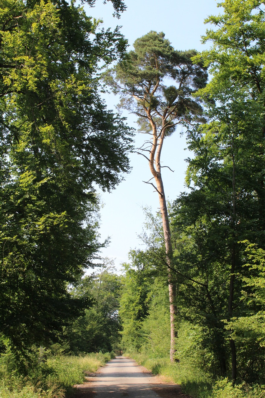 forest path sunny away free photo