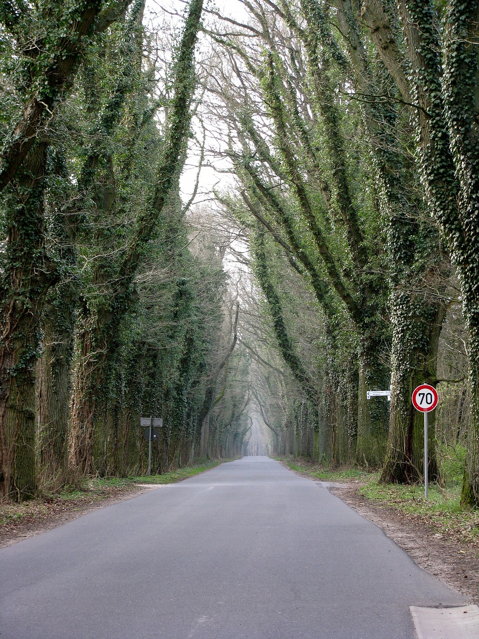 forest path road away free photo