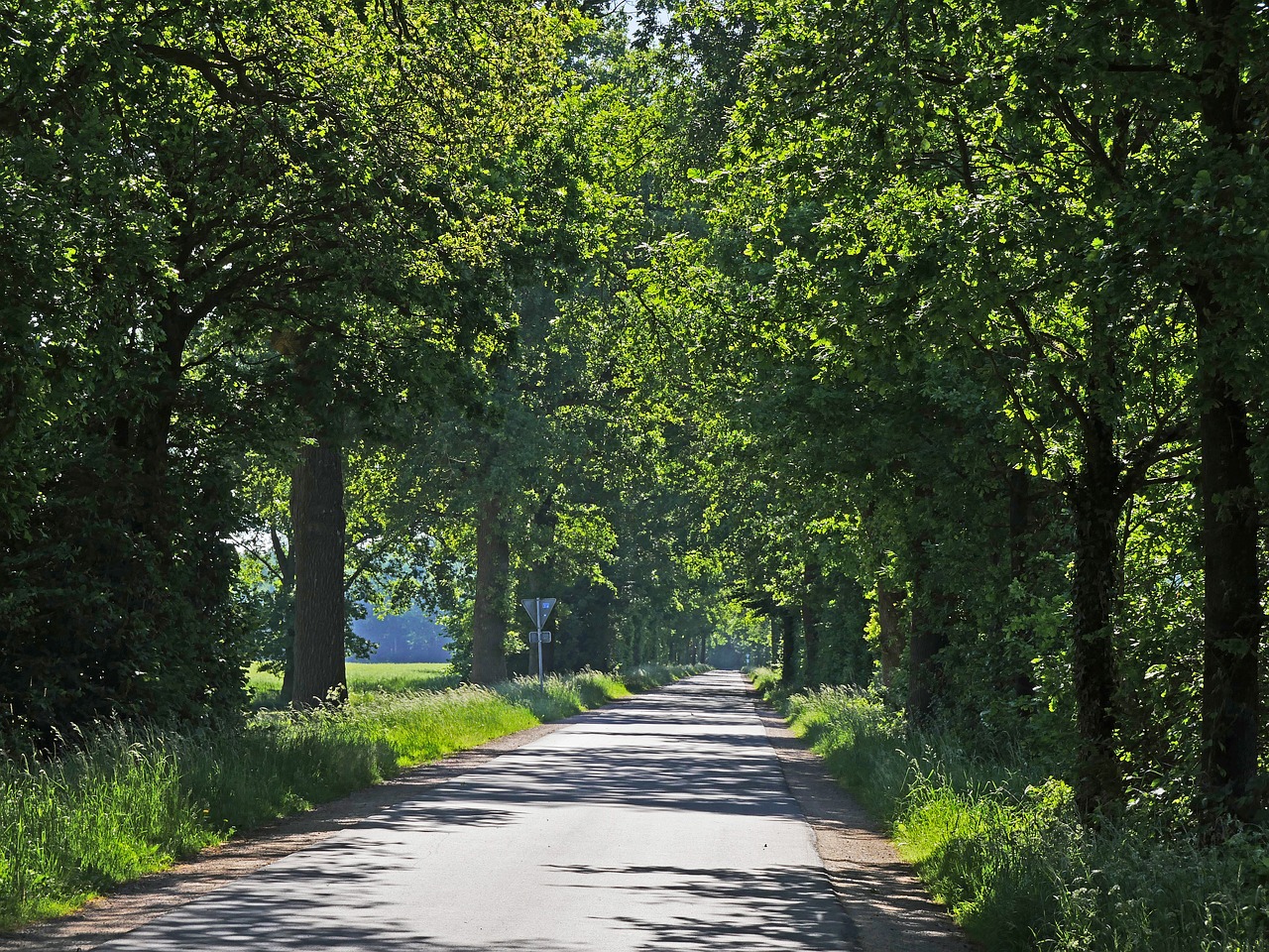 forest path in early summer oak avenue free photo