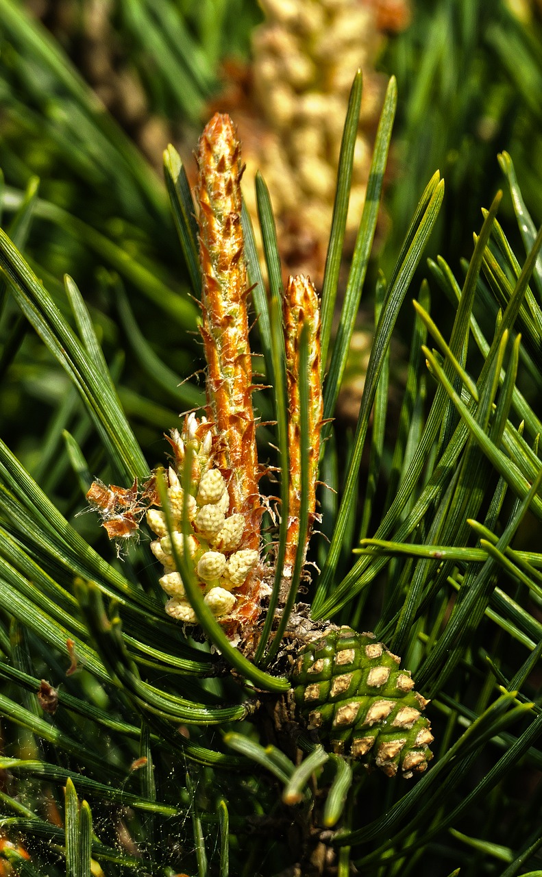 forest pine  blossom  bloom free photo