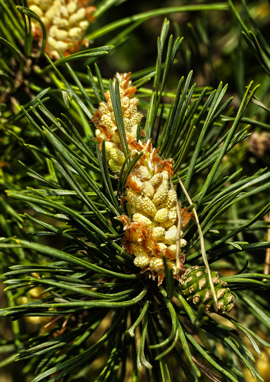 forest pine  blossom  bloom free photo