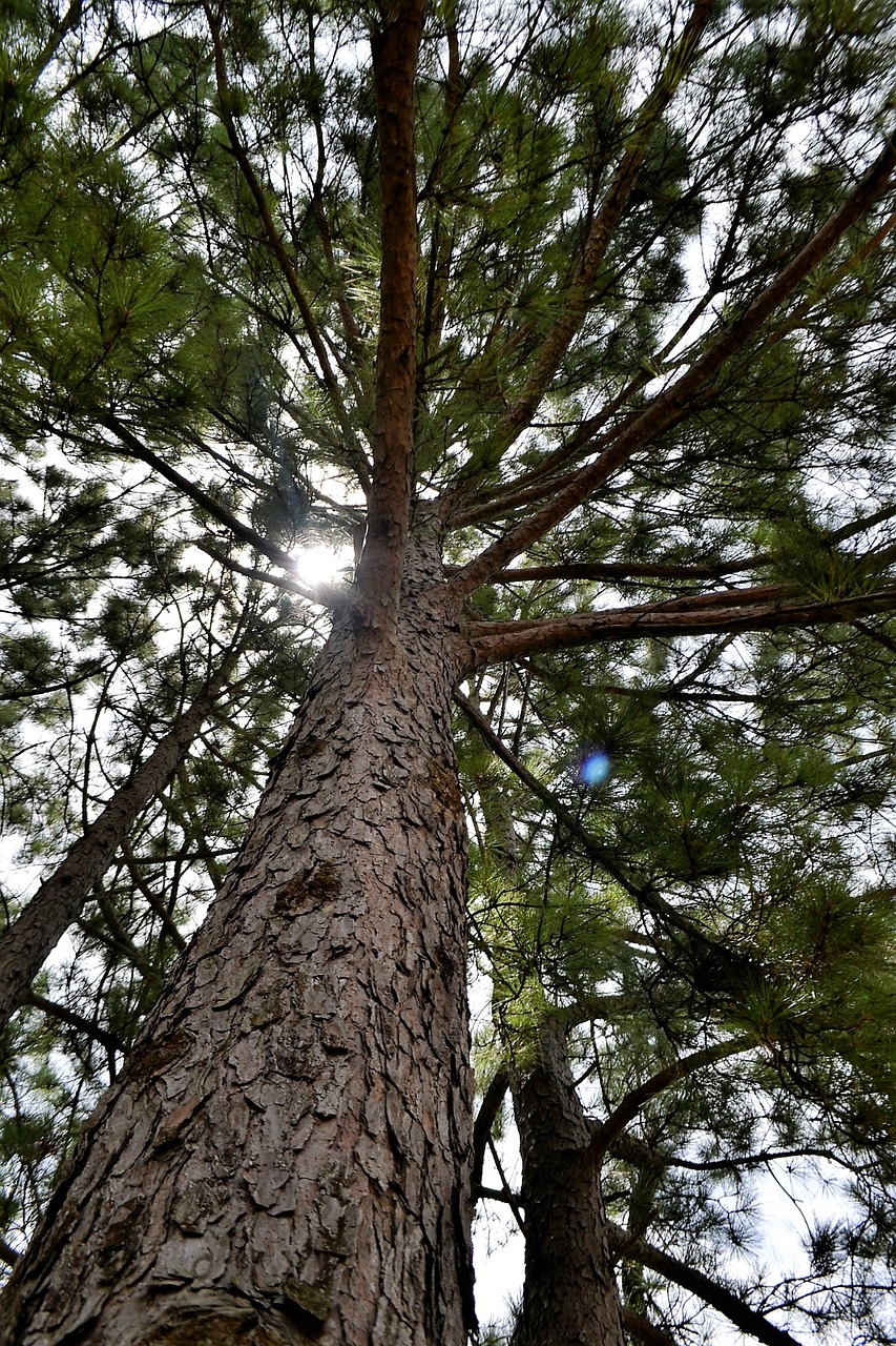 forest pine tree forest park free photo