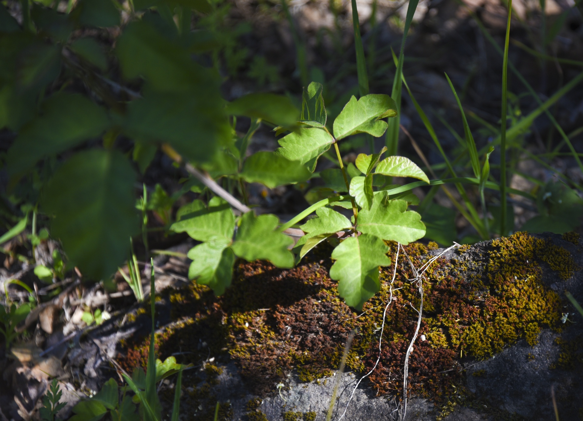 forest plant green free photo