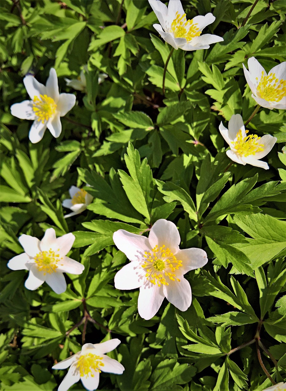 forest plant wood anemone anemone nemorosa free photo