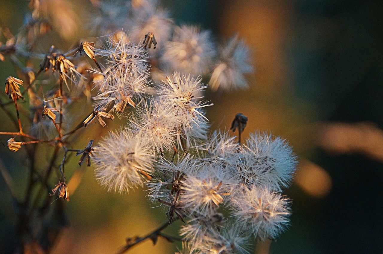 forest plant flying seeds soil plant free photo