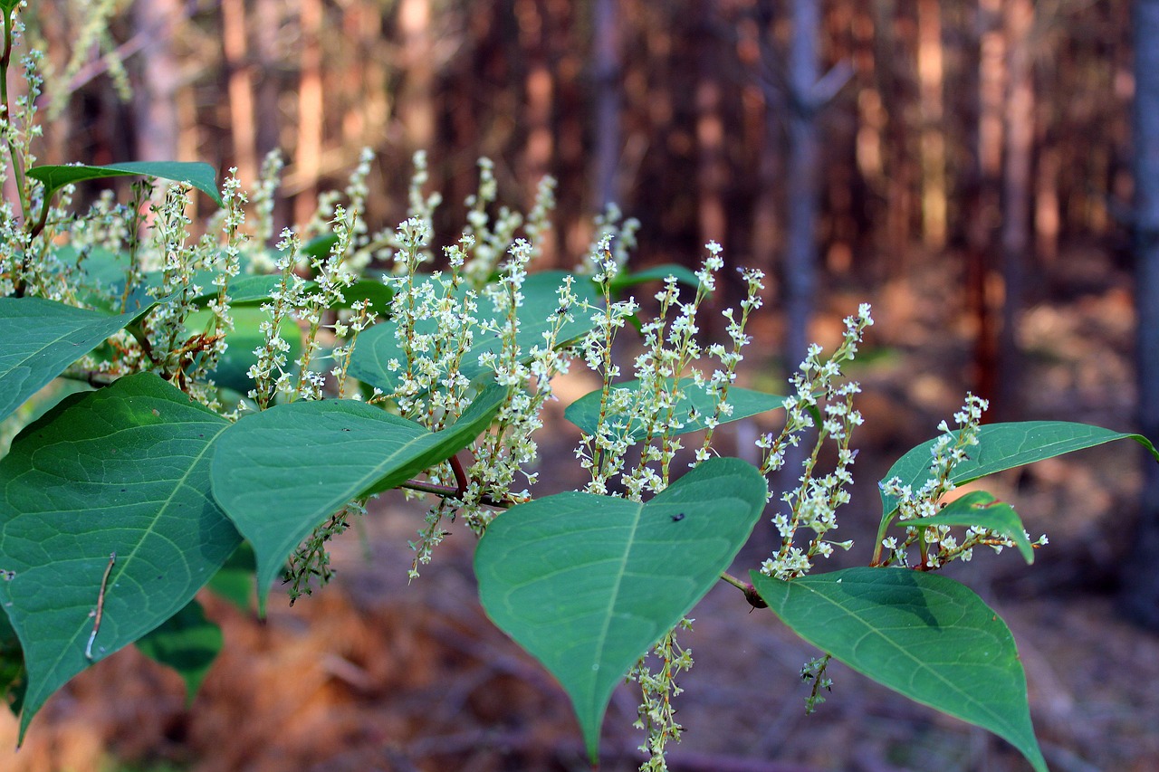 forest plants bush forest forest free photo