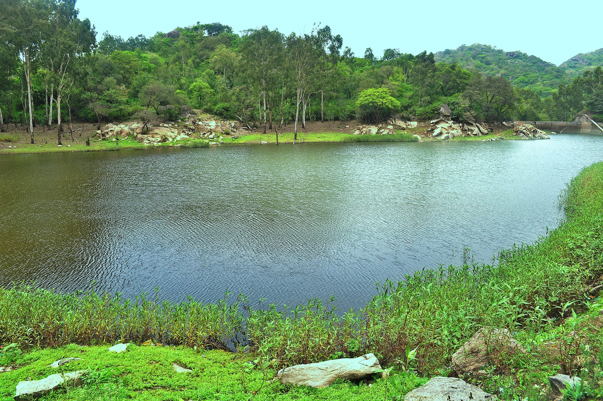 forest pond water free photo