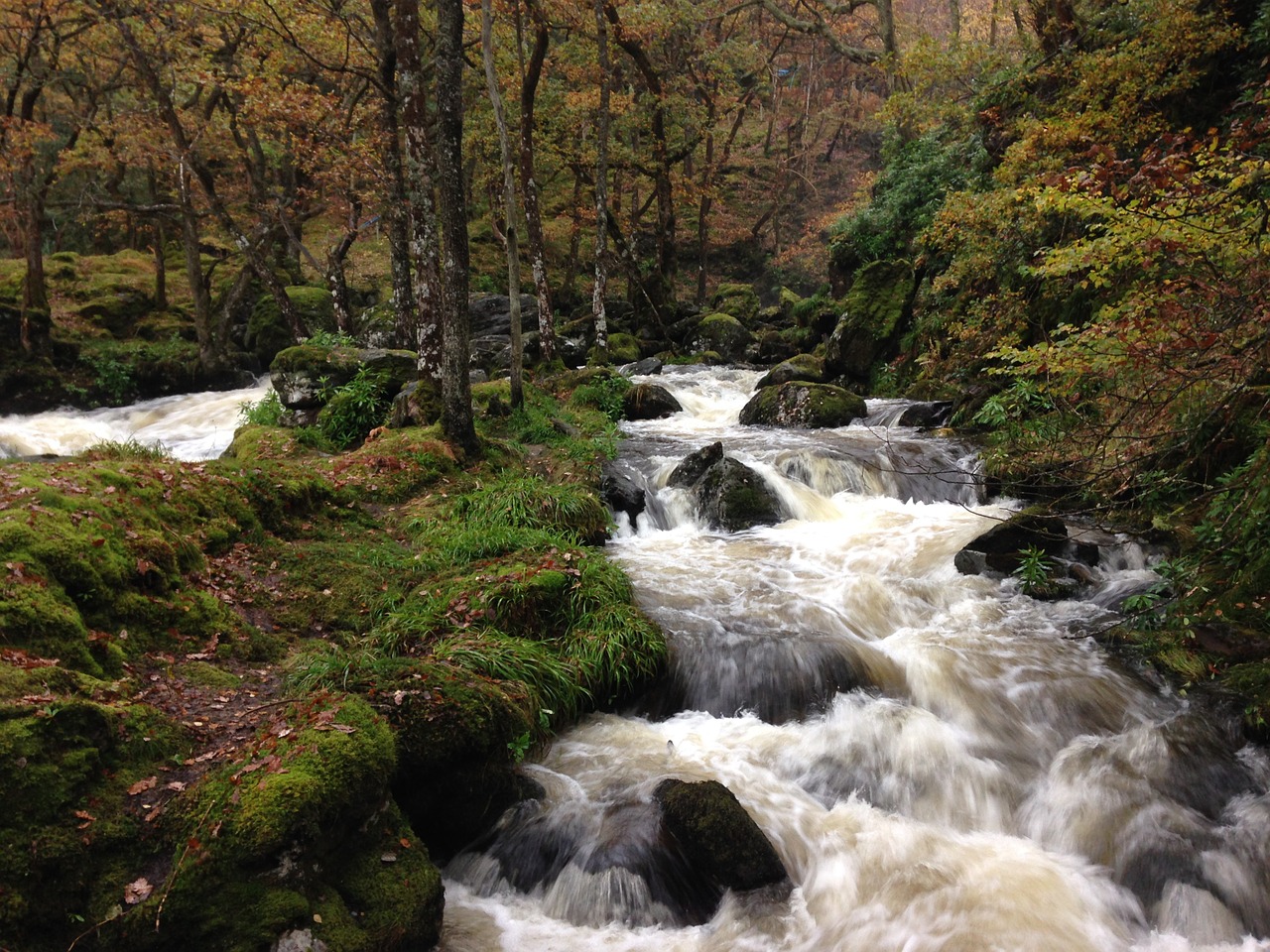 forest river flowing water river free photo