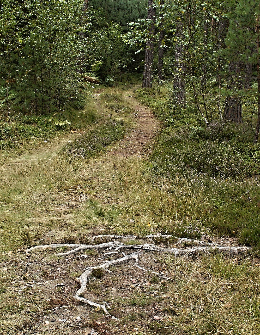 forest road bilberry tree root free photo